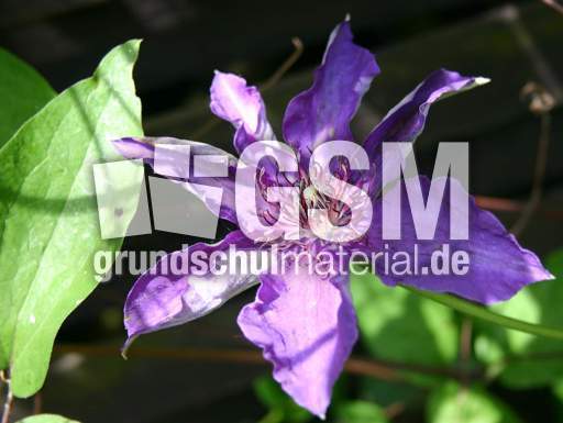 Clematis-lila-5.jpg